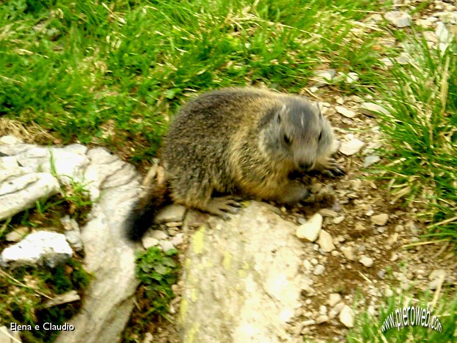 14 - Marmotta.jpg